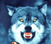 wolf - ait Kullanc Resmi (Avatar)